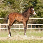 CHLOE - out of Shes Just Royally Cool APHA (Owned by Deanna Phillips)